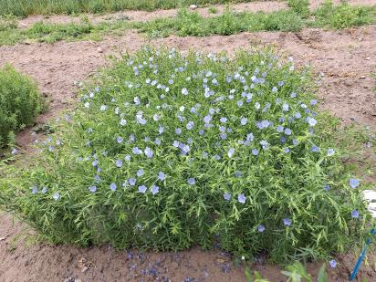 Click for 1 image(s) for this accession.